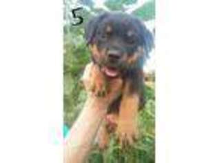 Rottweiler Puppy for sale in Fort Collins, CO, USA