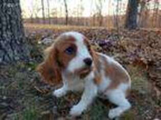 Cavalier King Charles Spaniel Puppy for sale in Stover, MO, USA