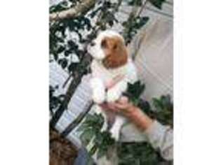 Cavalier King Charles Spaniel Puppy for sale in Perry, FL, USA