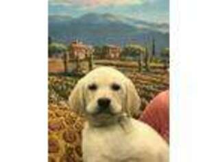 Golden Retriever Puppy for sale in Salado, TX, USA