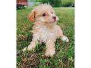 Mutt Puppy for sale in Caddo Mills, TX, USA