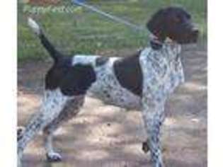 German Shorthaired Pointer Puppy for sale in Littleton, CO, USA