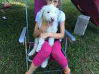 Old English Sheepdog Puppy for sale in Yulee, FL, USA