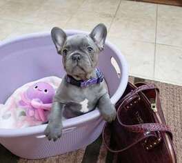 French Bulldog Puppy for sale in West Chicago, IL, USA