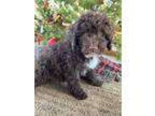 Portuguese Water Dog Puppy for sale in Mogadore, OH, USA