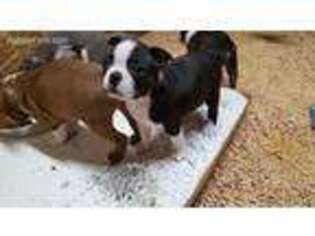 Boston Terrier Puppy for sale in Ethel, WA, USA