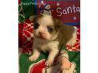 Mi-Ki Puppy for sale in Shawnee, KS, USA