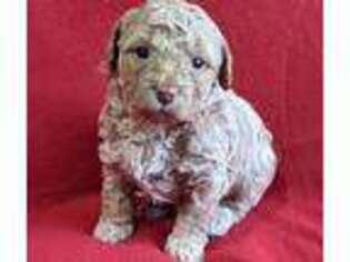 Labradoodle Puppy for sale in Copenhagen, NY, USA