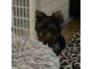 Yorkshire Terrier Puppy for sale in Oroville, WA, USA