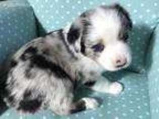 Miniature Australian Shepherd Puppy for sale in Chesapeake, VA, USA