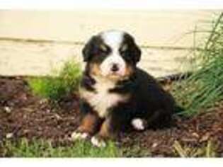 Bernese Mountain Dog Puppy for sale in West Salem, OH, USA