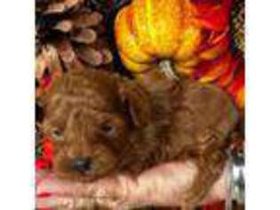 Mutt Puppy for sale in Fayetteville, AR, USA