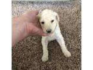 Mutt Puppy for sale in Monroe, IA, USA