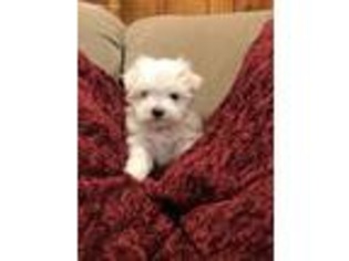 Maltese Puppy for sale in Castlewood, VA, USA