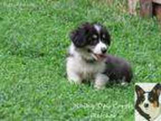 Pembroke Welsh Corgi Puppy for sale in Lenoir City, TN, USA