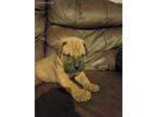 Bullmastiff Puppy for sale in Gresham, OR, USA
