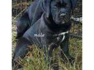 Cane Corso Puppy for sale in Russellville, MO, USA
