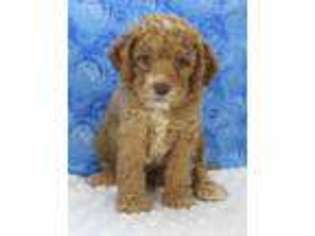Cavapoo Puppy for sale in Republic, MO, USA