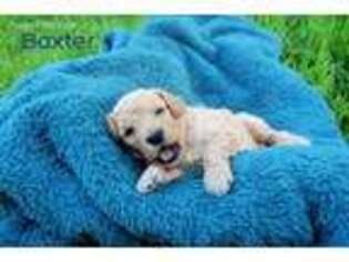 Goldendoodle Puppy for sale in Grapevine, TX, USA