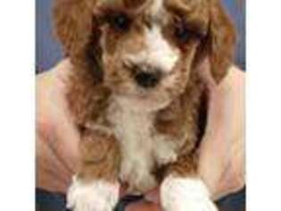 Goldendoodle Puppy for sale in Menomonee Falls, WI, USA