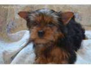 Yorkshire Terrier Puppy for sale in San Antonio, TX, USA