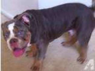 Bulldog Puppy for sale in GLENDALE, CA, USA