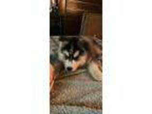 Buggs Puppy for sale in Queens, NY, USA