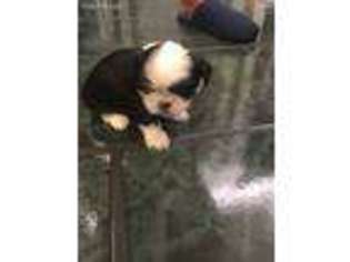 Mutt Puppy for sale in Radcliff, KY, USA