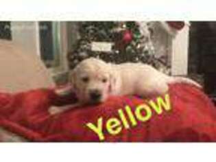 Mutt Puppy for sale in New Holland, IL, USA