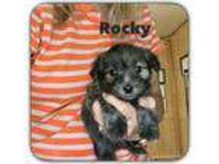 Mutt Puppy for sale in Boling, TX, USA