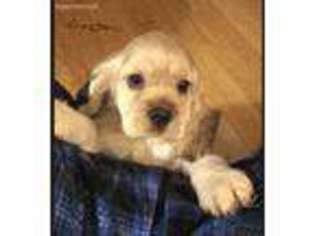 Cocker Spaniel Puppy for sale in Belton, SC, USA