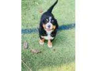 Bernese Mountain Dog Puppy for sale in Denton, TX, USA