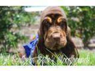 Bloodhound Puppy for sale in Pembroke, GA, USA