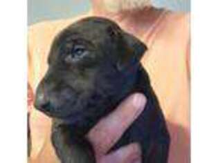 Doberman Pinscher Puppy for sale in Johnsonville, SC, USA