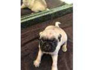 Pug Puppy for sale in West Point, VA, USA