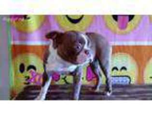 Boston Terrier Puppy for sale in Tecumseh, OK, USA