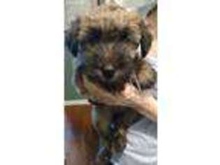 Soft Coated Wheaten Terrier Puppy for sale in Kent, OH, USA