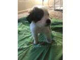 Saint Bernard Puppy for sale in Fayetteville, NC, USA