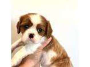 Cavalier King Charles Spaniel Puppy for sale in Rowena, TX, USA
