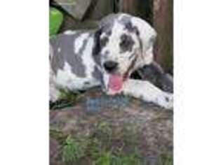 Great Dane Puppy for sale in Hiawatha, KS, USA