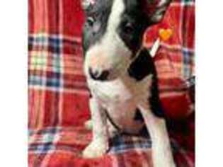 Bull Terrier Puppy for sale in Tahlequah, OK, USA