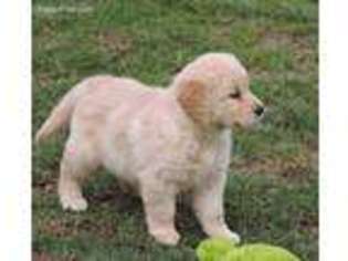 Golden Retriever Puppy for sale in Holmesville, OH, USA
