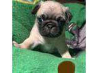 Pug Puppy for sale in Avoca, MI, USA