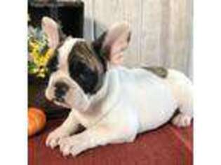 French Bulldog Puppy for sale in Myerstown, PA, USA