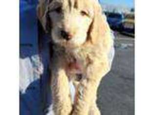 Goldendoodle Puppy for sale in Lebanon, OR, USA