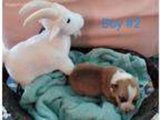Pembroke Welsh Corgi Puppy for sale in Heislerville, NJ, USA