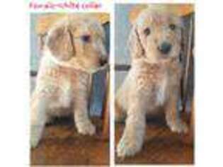 Goldendoodle Puppy for sale in Gouverneur, NY, USA