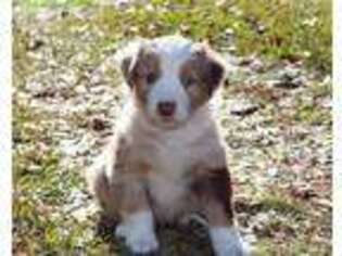 Australian Shepherd Puppy for sale in Wilmington, NC, USA