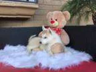 Siberian Husky Puppy for sale in Phoenix, AZ, USA
