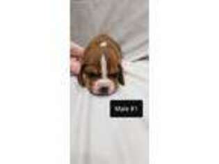 Basset Hound Puppy for sale in Danville, IN, USA